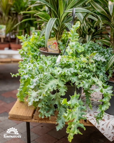 Plantes Air So Pur en pots au feuillage vert dense, idéales pour purifier l’air et réguler l’humidité intérieure.